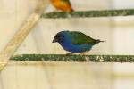 Tricoloured parrotfinch