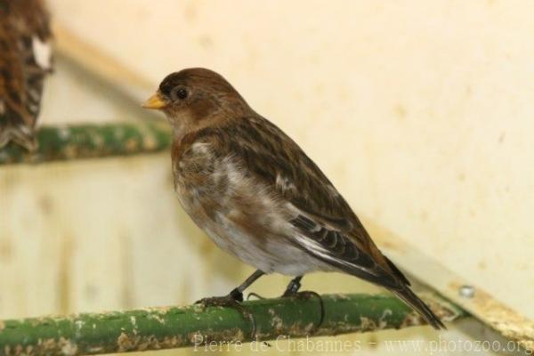 Snow bunting