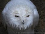 Snowy owl