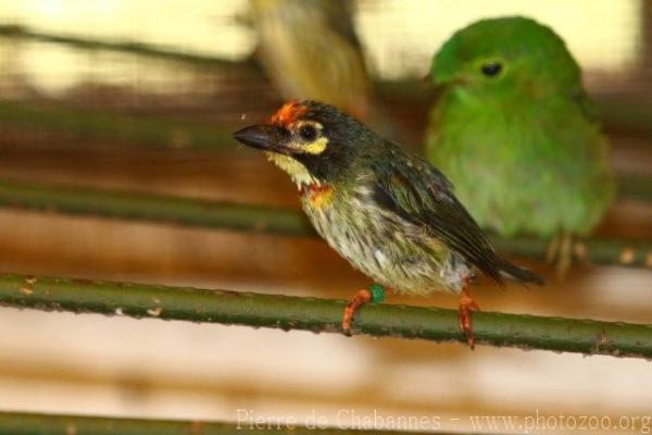 Coppersmith barbet