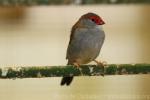 Red-browed finch