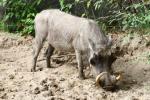 Common warthog