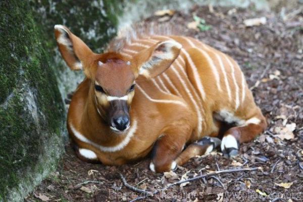 Eastern bongo