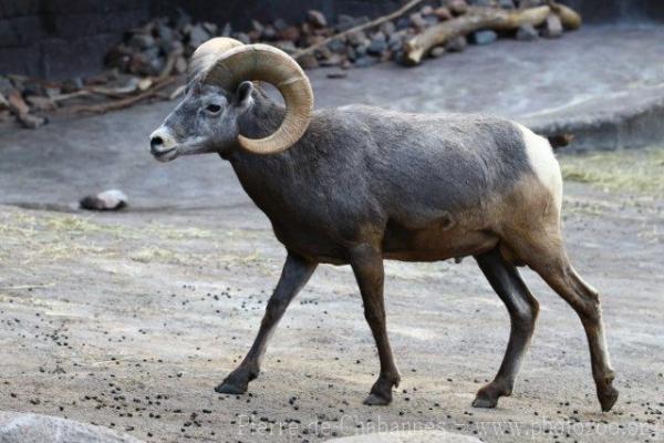 Bighorn sheep