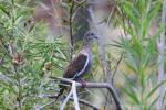 White-winged dove