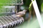 Rose-bellied bunting