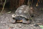 Red-footed tortoise