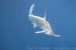 Scalloped hammerhead