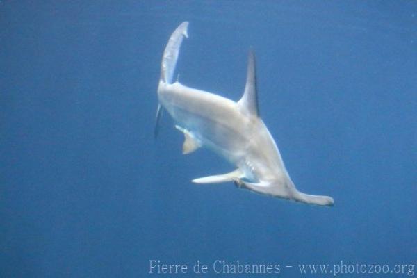 Scalloped hammerhead