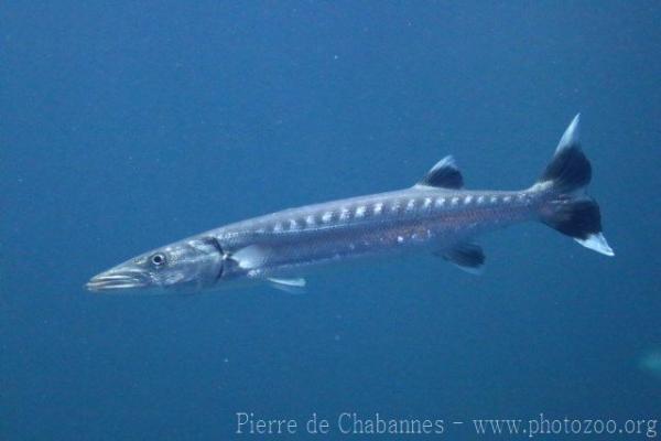 Great barracuda