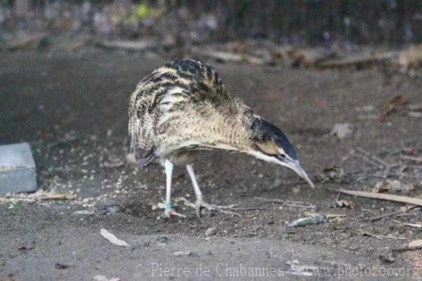 Eurasian bittern