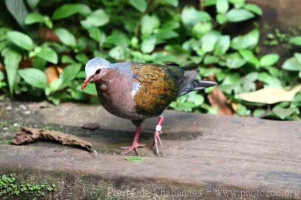 Emerald dove