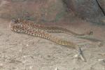 Red diamondback rattlesnake