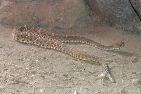 Red diamondback rattlesnake