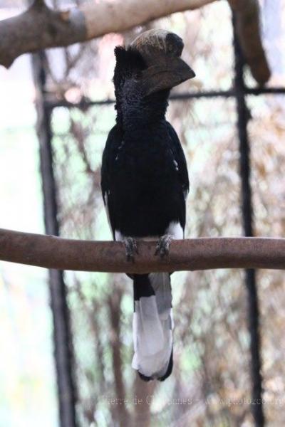 Grey-cheeked hornbill