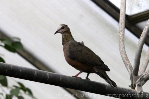 African lemon-dove