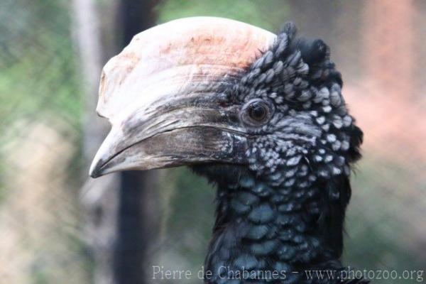 Silvery-cheeked hornbill