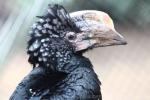 Silvery-cheeked hornbill