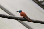 Carmine bee-eater