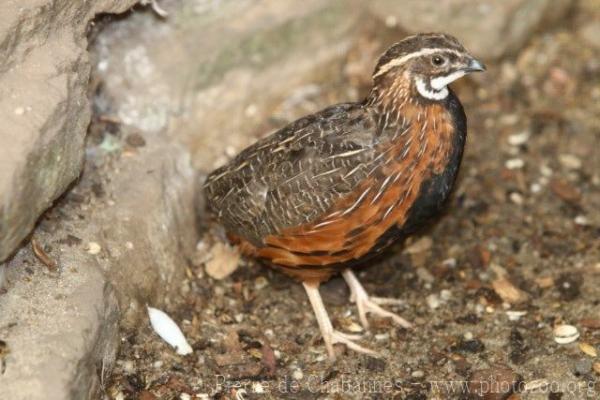 Harlequin quail