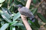 Amazonian sunbittern