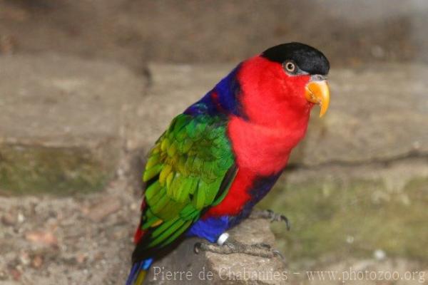 Black-capped lory