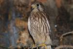 Lesser kestrel