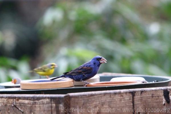 Blue grosbeak