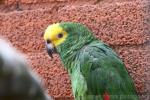 Yellow-crowned amazon