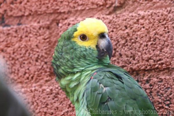 Yellow-crowned amazon