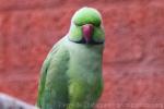 Rose-ringed parakeet