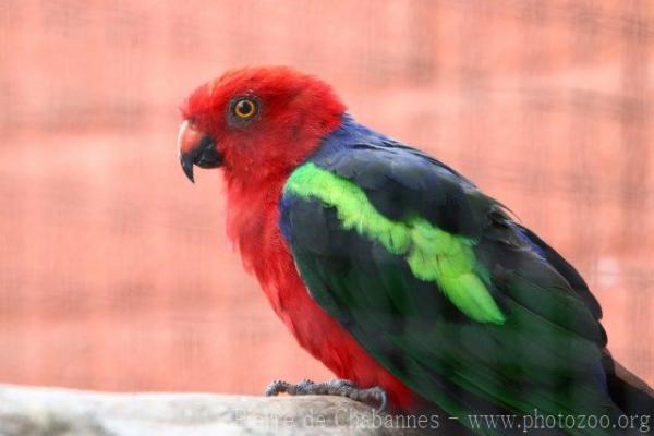 Papuan king-parrot