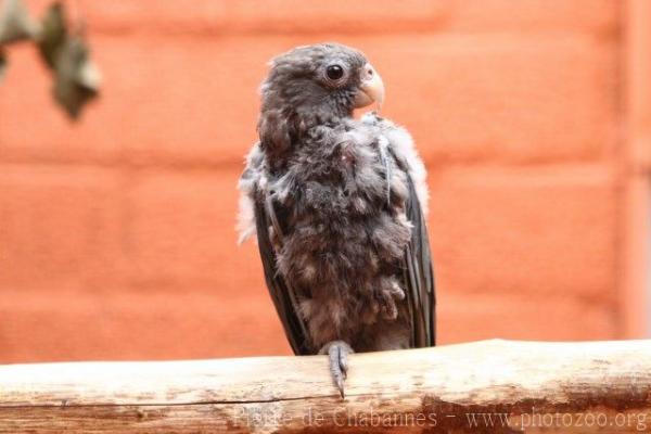 Black parrot