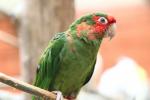 Mitred parakeet