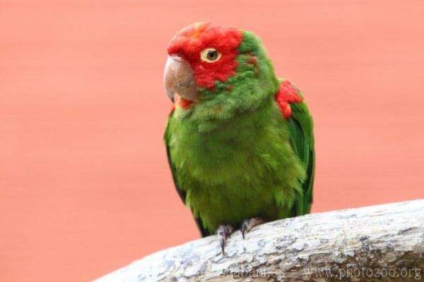 Red-masked parakeet