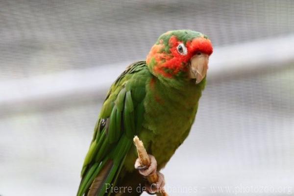 Mitred parakeet