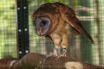 Ashy-faced owl