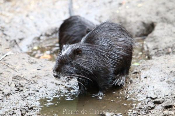 Nutria
