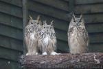 Russian eagle-owl