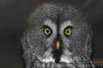 Great grey owl