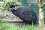 Crested guineafowl