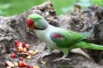 Alexandrine parakeet