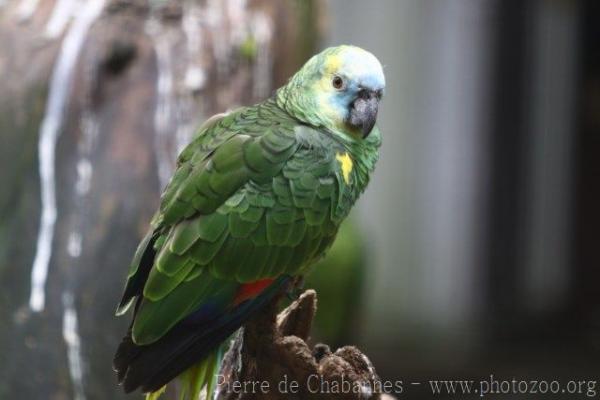 Blue-fronted amazon