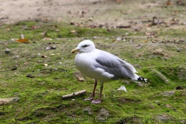 European herring gull