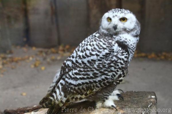 Snowy owl