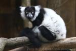 Black-and-white ruffled lemur