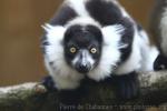 Black-and-white ruffled lemur