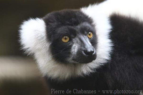 Black-and-white ruffled lemur