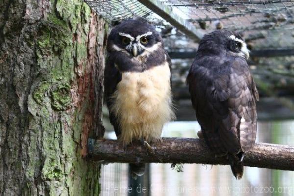 Spectacled owl