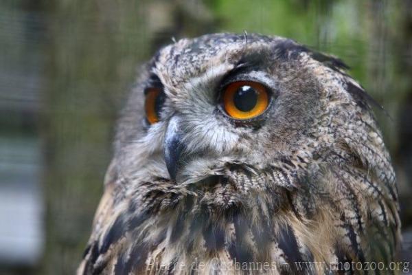 Eurasian eagle-owl